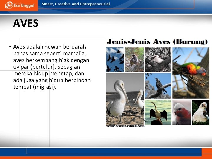 AVES • Aves adalah hewan berdarah panas sama seperti mamalia, aves berkembang biak dengan