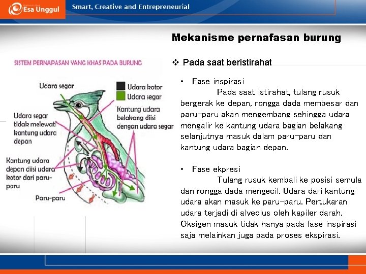 Mekanisme pernafasan burung v Pada saat beristirahat • Fase inspirasi Pada saat istirahat, tulang