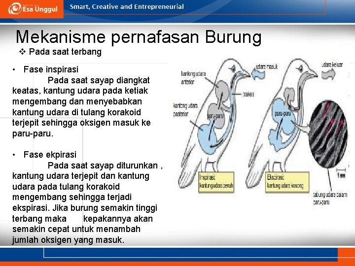 Mekanisme pernafasan Burung v Pada saat terbang • Fase inspirasi Pada saat sayap diangkat