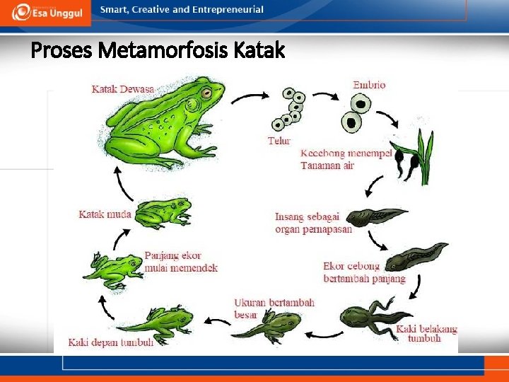 Proses Metamorfosis Katak 