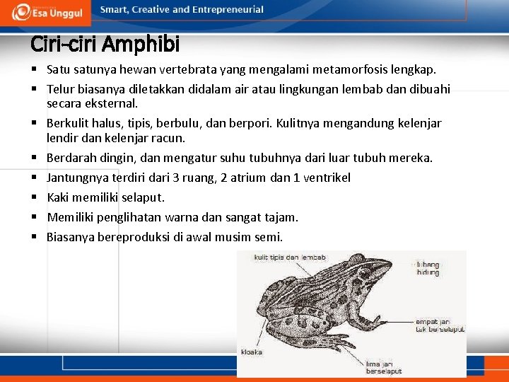 Ciri-ciri Amphibi § Satu satunya hewan vertebrata yang mengalami metamorfosis lengkap. § Telur biasanya