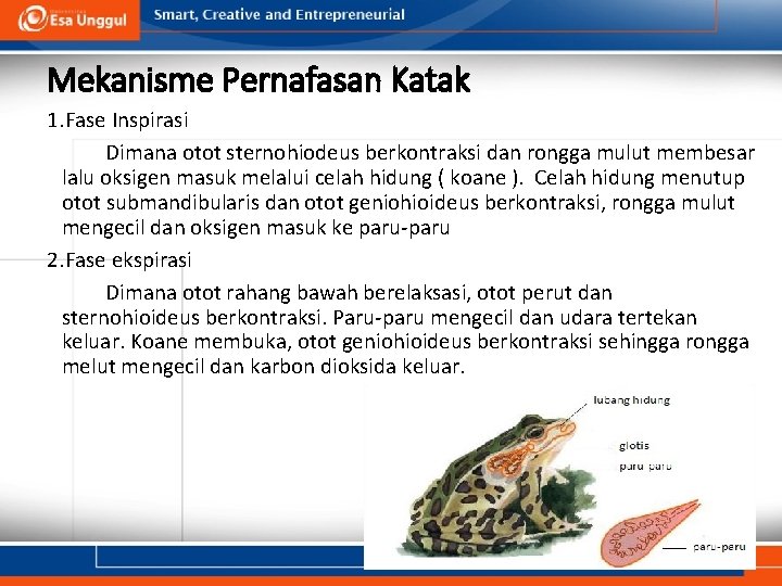 Mekanisme Pernafasan Katak 1. Fase Inspirasi Dimana otot sternohiodeus berkontraksi dan rongga mulut membesar