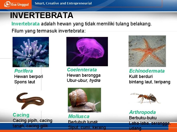 INVERTEBRATA Invertebrata adalah hewan yang tidak memiliki tulang belakang. Filum yang termasuk invertebrata: Porifera