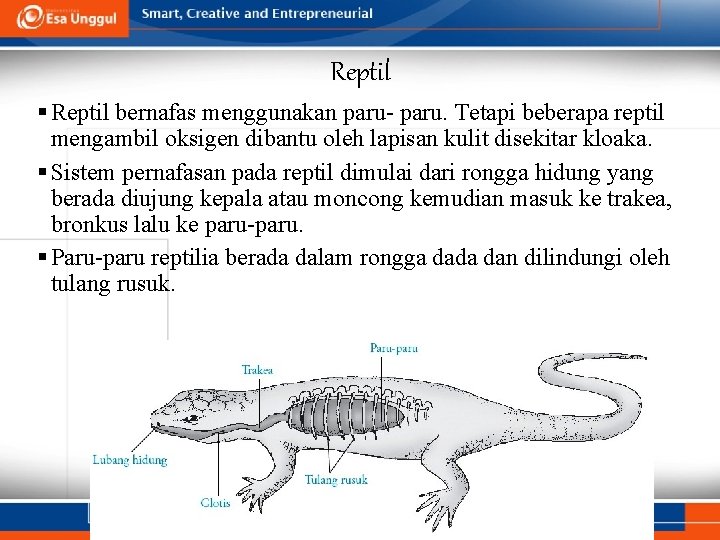 Reptil § Reptil bernafas menggunakan paru- paru. Tetapi beberapa reptil mengambil oksigen dibantu oleh