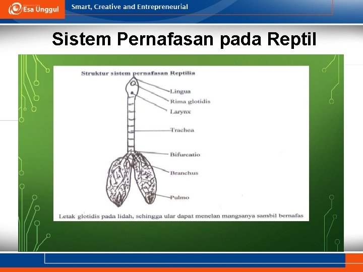 Sistem Pernafasan pada Reptil 