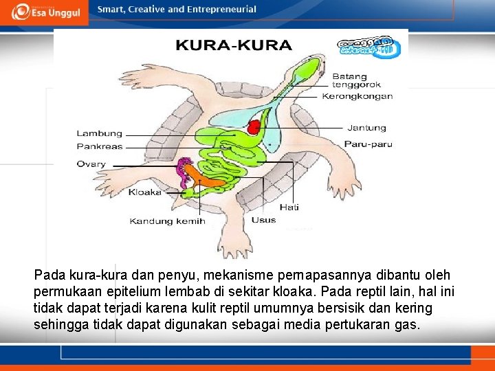 Pada kura-kura dan penyu, mekanisme pernapasannya dibantu oleh permukaan epitelium lembab di sekitar kloaka.