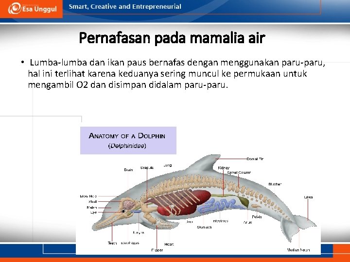 Pernafasan pada mamalia air • Lumba-lumba dan ikan paus bernafas dengan menggunakan paru-paru, hal