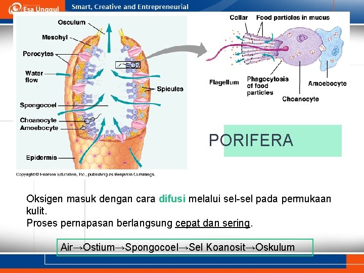 PORIFERA Oksigen masuk dengan cara difusi melalui sel-sel pada permukaan kulit. Proses pernapasan berlangsung