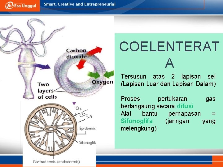 COELENTERAT A Tersusun atas 2 lapisan sel (Lapisan Luar dan Lapisan Dalam) Proses pertukaran