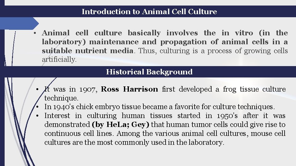 Introduction to Animal Cell Culture • Animal cell culture basically involves the in vitro