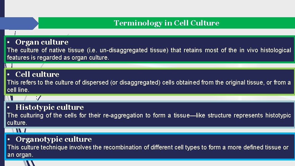 Terminology in Cell Culture • Organ culture The culture of native tissue (i. e.