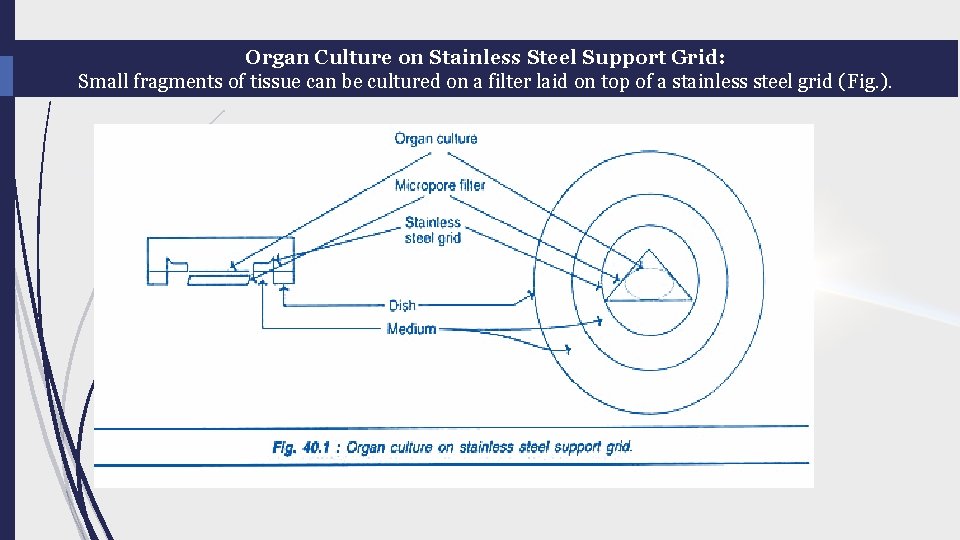 Organ Culture on Stainless Steel Support Grid: Small fragments of tissue can be cultured