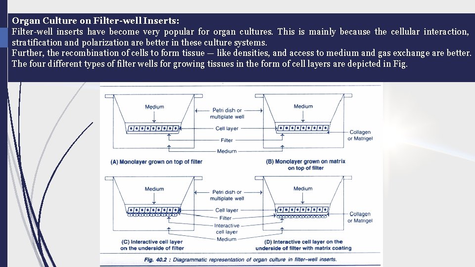 Organ Culture on Filter-well Inserts: Filter well inserts have become very popular for organ