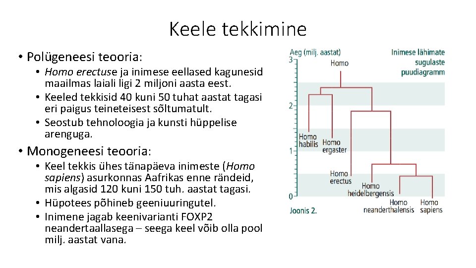 Keele tekkimine • Polu geneesi teooria: • Homo erectuse ja inimese eellased kagunesid maailmas