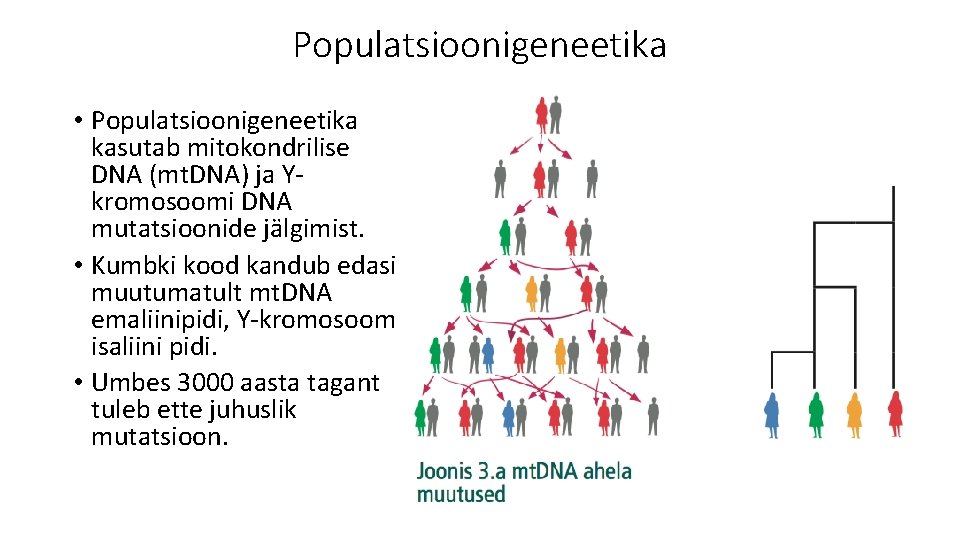 Populatsioonigeneetika • Populatsioonigeneetika kasutab mitokondrilise DNA (mt. DNA) ja Ykromosoomi DNA mutatsioonide jälgimist. •
