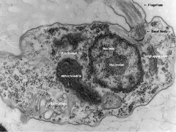 Inside Cell Particles Cell ReviewOrganelles Looking Inside Cells Organelles Smaller structures