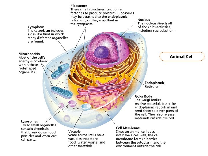 Cell ReviewOrganelles Looking Inside Cells Organelles Smaller structures