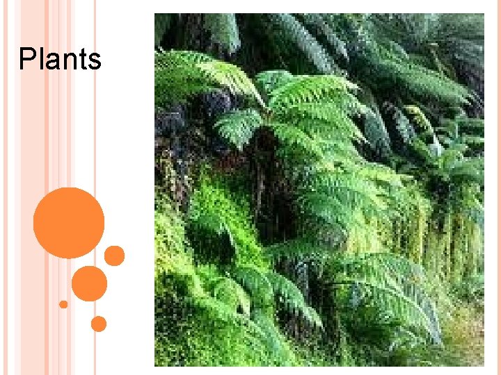 Plants 