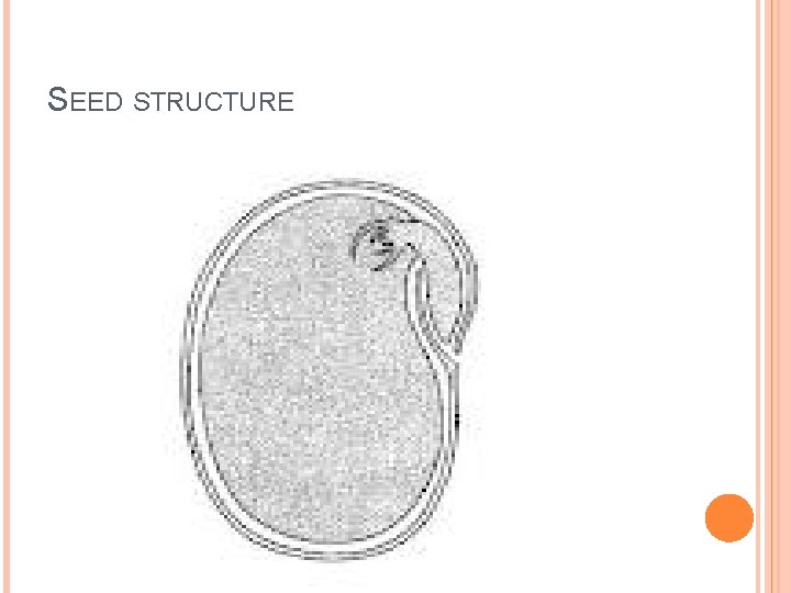 SEED STRUCTURE 