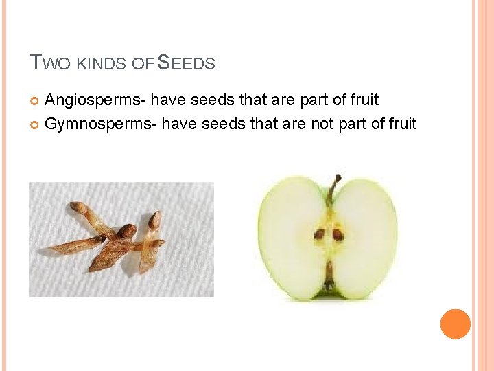 TWO KINDS OF SEEDS Angiosperms- have seeds that are part of fruit Gymnosperms- have