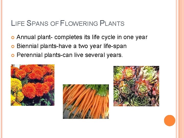 LIFE SPANS OF FLOWERING PLANTS Annual plant- completes its life cycle in one year