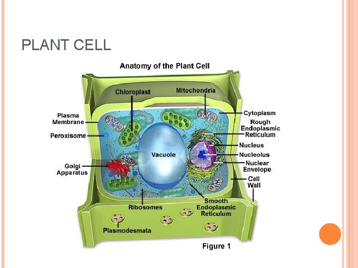 PLANT CELL 