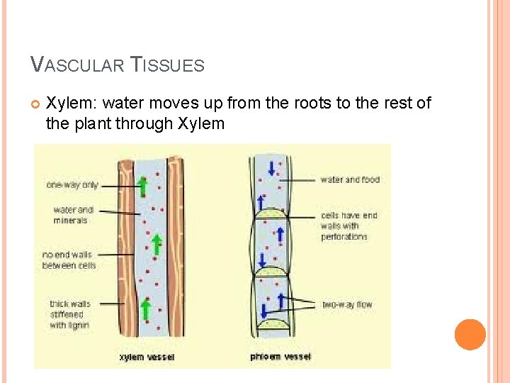 VASCULAR TISSUES Xylem: water moves up from the roots to the rest of the