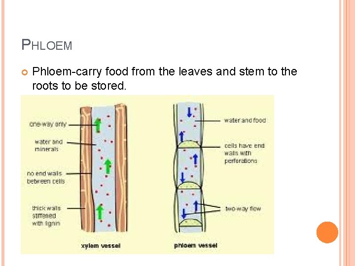 PHLOEM Phloem-carry food from the leaves and stem to the roots to be stored.