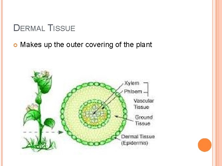 DERMAL TISSUE Makes up the outer covering of the plant 