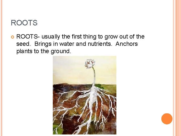ROOTS ROOTS- usually the first thing to grow out of the seed. Brings in