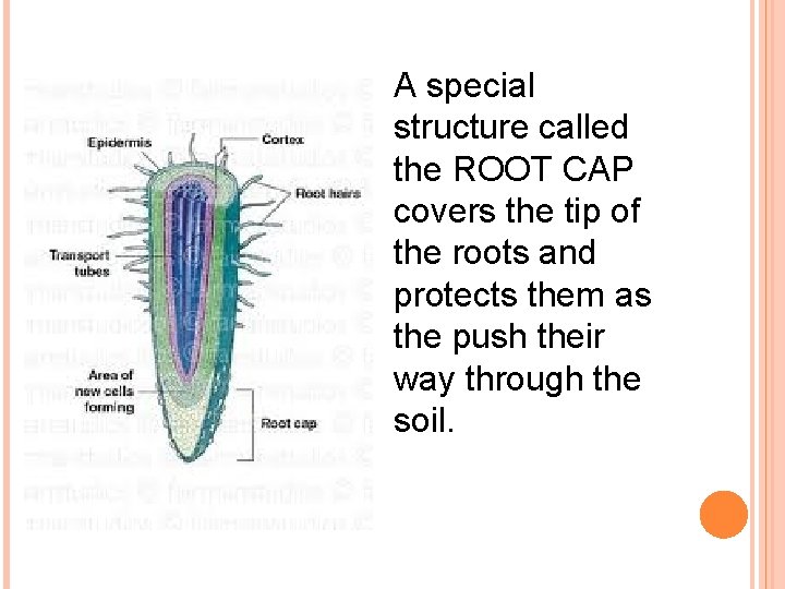 A special structure called the ROOT CAP covers the tip of the roots and