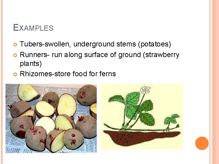 EXAMPLES Tubers-swollen, underground stems (potatoes) Runners- run along surface of ground (strawberry plants) Rhizomes-store