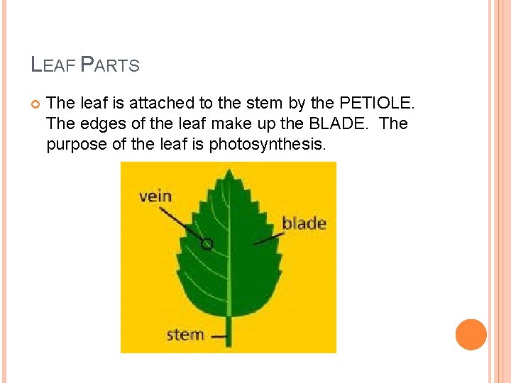 LEAF PARTS The leaf is attached to the stem by the PETIOLE. The edges