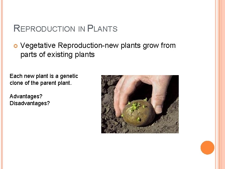 REPRODUCTION IN PLANTS Vegetative Reproduction-new plants grow from parts of existing plants Each new