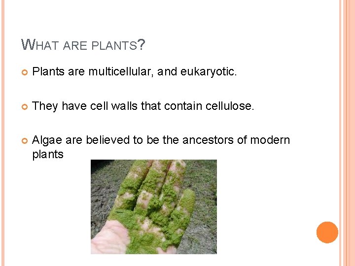 WHAT ARE PLANTS? Plants are multicellular, and eukaryotic. They have cell walls that contain