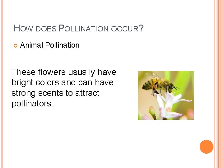 HOW DOES POLLINATION OCCUR? Animal Pollination These flowers usually have bright colors and can
