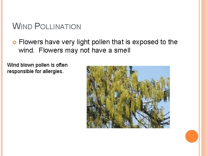 WIND POLLINATION Flowers have very light pollen that is exposed to the wind. Flowers