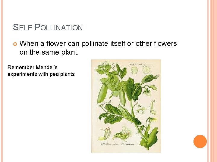 SELF POLLINATION When a flower can pollinate itself or other flowers on the same