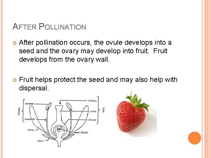AFTER POLLINATION After pollination occurs, the ovule develops into a seed and the ovary