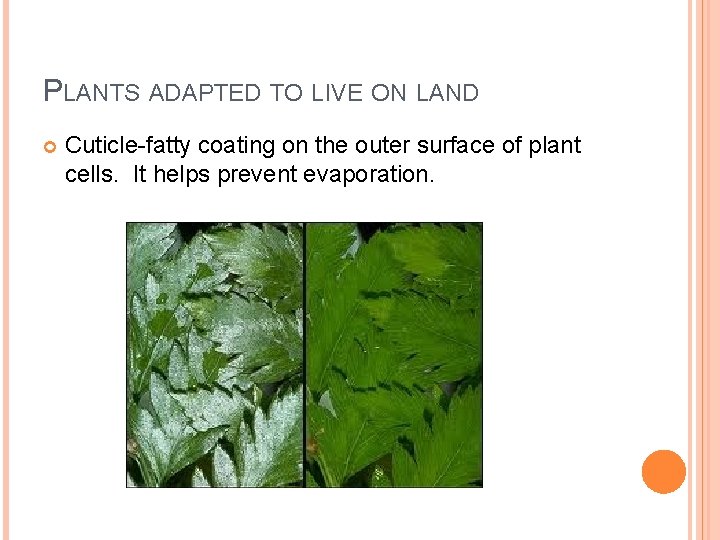 PLANTS ADAPTED TO LIVE ON LAND Cuticle-fatty coating on the outer surface of plant