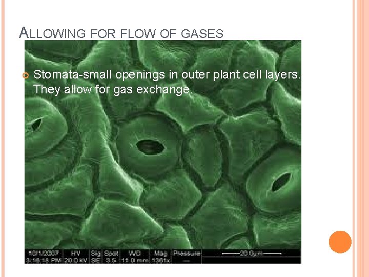 ALLOWING FOR FLOW OF GASES Stomata-small openings in outer plant cell layers. They allow