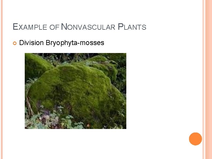 EXAMPLE OF NONVASCULAR PLANTS Division Bryophyta-mosses 