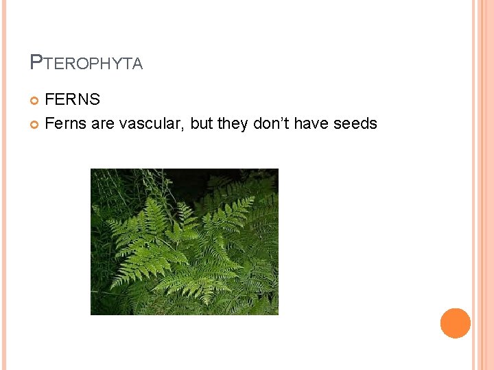 PTEROPHYTA FERNS Ferns are vascular, but they don’t have seeds 