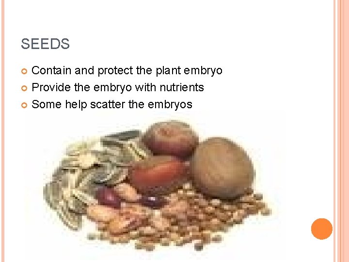 SEEDS Contain and protect the plant embryo Provide the embryo with nutrients Some help