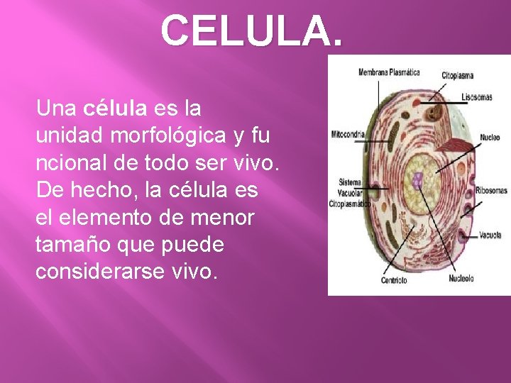 CELULA. Una célula es la unidad morfológica y fu ncional de todo ser vivo.