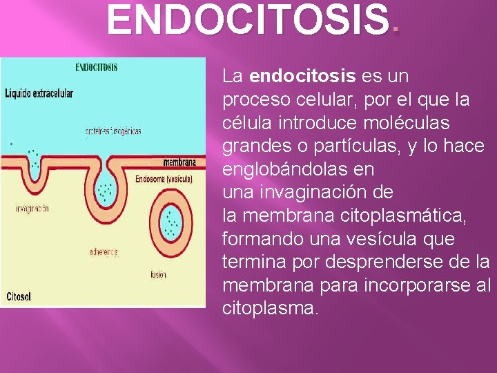 ENDOCITOSIS. La endocitosis es un proceso celular, por el que la célula introduce moléculas