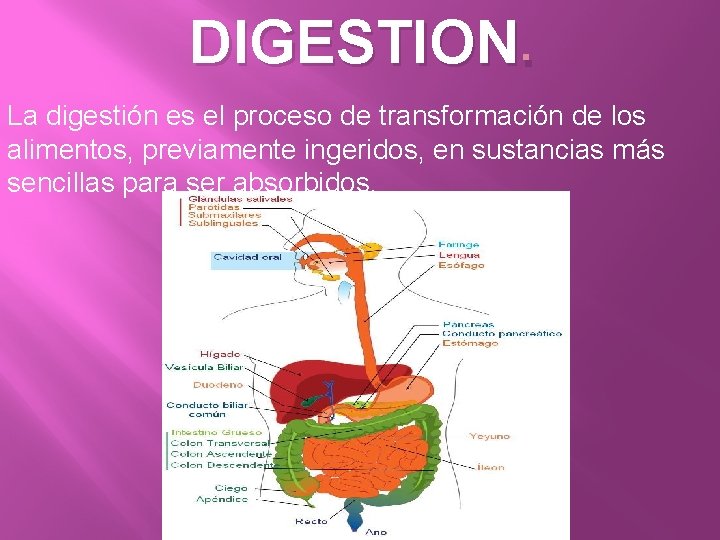 DIGESTION. La digestión es el proceso de transformación de los alimentos, previamente ingeridos, en