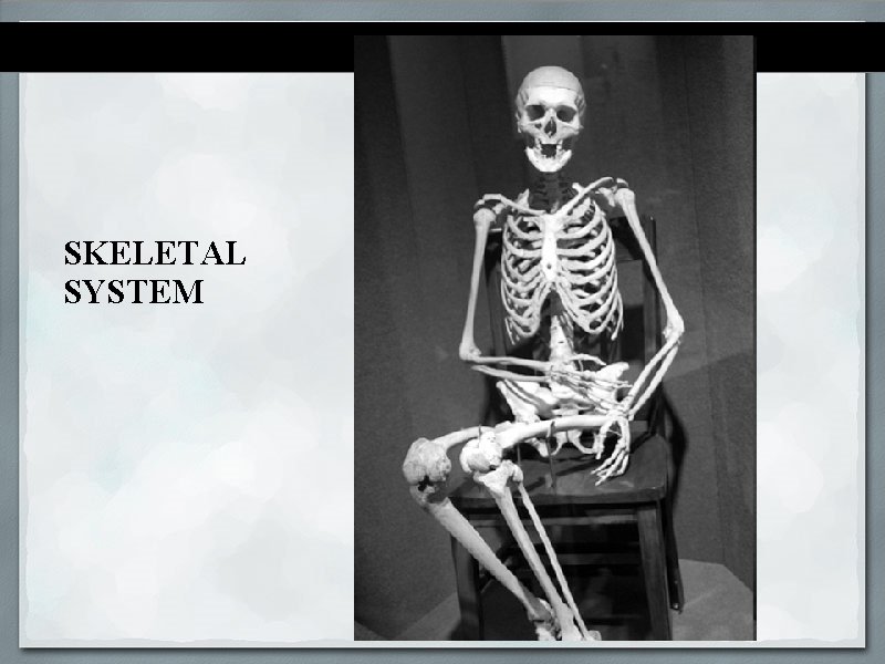 SKELETAL SYSTEM 