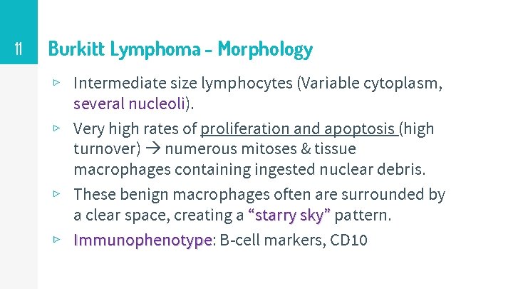 11 Burkitt Lymphoma - Morphology ▹ Intermediate size lymphocytes (Variable cytoplasm, several nucleoli). ▹