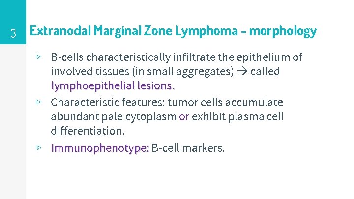 3 Extranodal Marginal Zone Lymphoma - morphology ▹ B-cells characteristically infiltrate the epithelium of